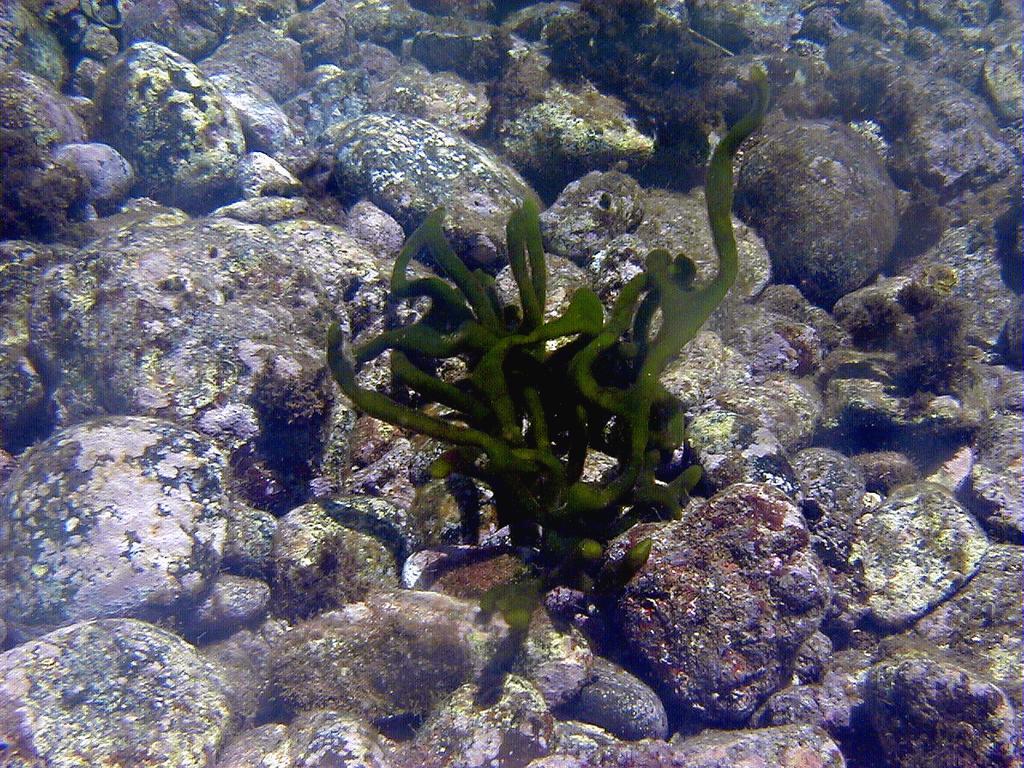The green alga Codium decorticatum growing amongst pebbles. Porto Santo, Madeira ( R.Haroun).