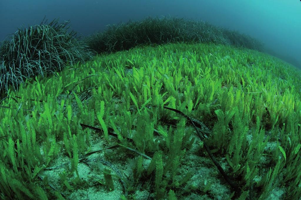The ecology of invasions: old question, current news The expansion of beds of the seaweed Caulerpa taxifolia on the Mediterranean seafloor, at Villefranche-sur-mer.