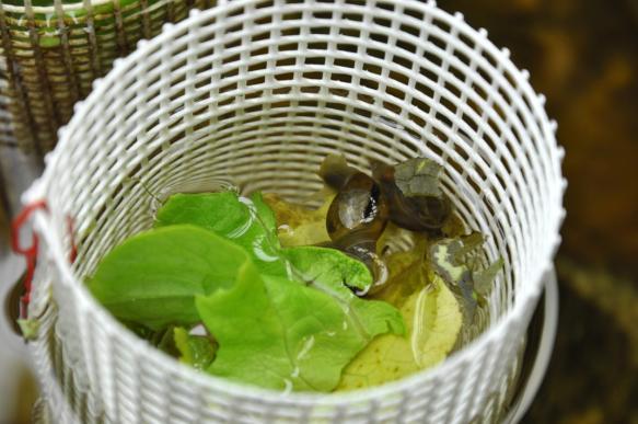 on snails survival, growth and reproduction