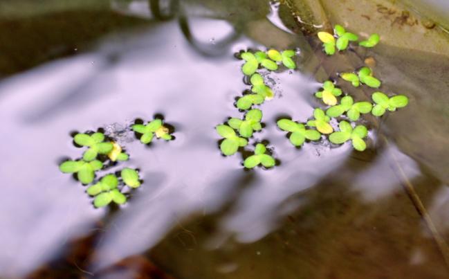 Frond number Response of 40-L microcosms : duckweeds No effects on duckweed frond number,