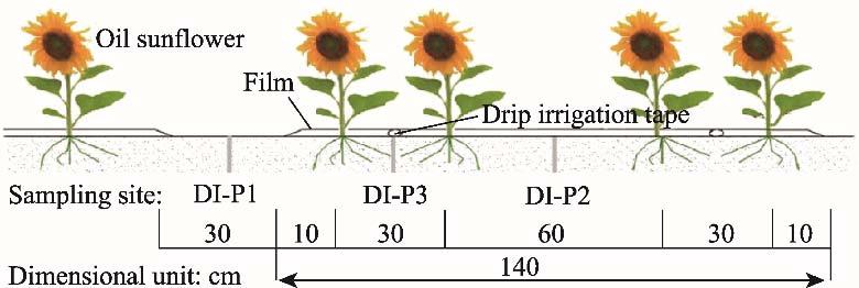 experimental design of sub-surface pipe drainage under drip irrigation. It should be noted that the drainage pipe was buried underground. SPD, sub-surface pipe drainage under drip irrigation; SPD-0.