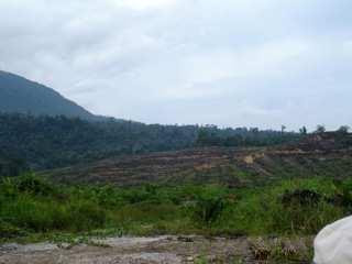 observations, the actual boundaries seem to be defined by the division between the forest and the oil palm plantation.
