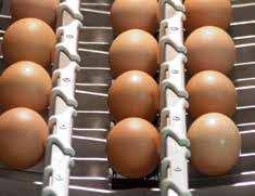 standard feature allows operators to send back eggs with small, CRACK DETECTION The advanced wash-down STAALKAT crack detector has no moving mechanical or