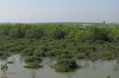 Mangrove restorations in China Mangrove