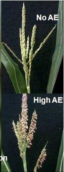 tassel fertility Reproductive stage used to measure results across time AE Magnitude