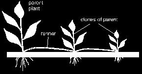 4. : PROCESS: A type of reproduction done _ by plants.