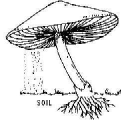The spore has all the instructions on how to grow a whole mushroom (just like a seed can grow a whole plant).