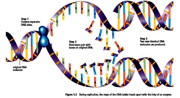 STEP 2: Keep growing and start making an extra copy of the DNA (S phase) Eat food and grow AND start making an extra copy of the DNA. Eat food and grow AND finish making an extra copy of the DNA.
