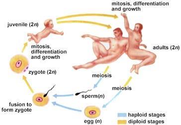 Asexual Reproduction All offspring (babies) are the same as the parent For example: When a bacteria divides, it creates more bacteria that