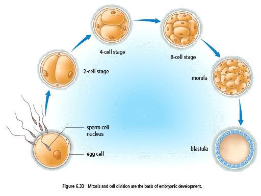 G. Understanding Stem Cells The picture below shows the development of the embryo after. In humans, the events shown in the picture take about two weeks to happen.
