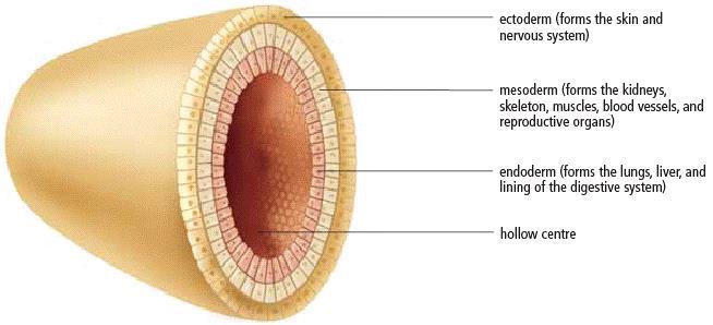 The picture below shows the next part in the life of what will become a baby. The blastula becomes a gastrula. What is important to notice in the picture above, is that all the cells are.