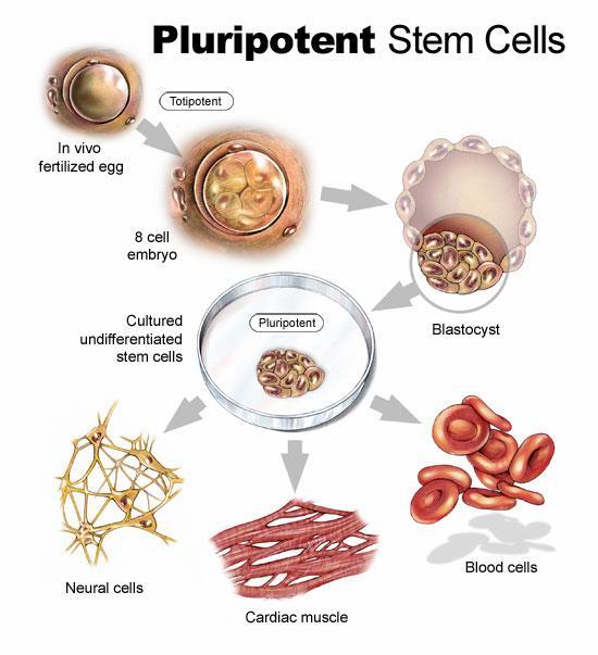 The doctor can then put the new pancreas cells into your pancreas so that your pancreas will be able to make insulin. Scientists don t really know all the possible uses for stem cells yet.