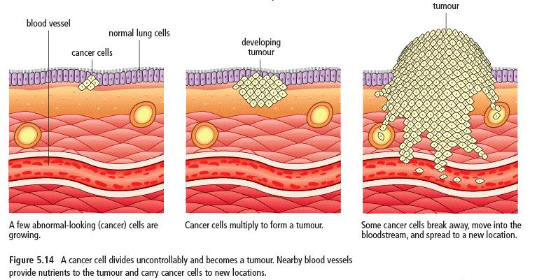 When a cell has lost control and starts to divide when its not supposed to, it is called a cancer cell. Cancer cells continue to divide and eventually make a big lump of cells call a.