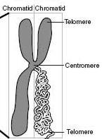 PARTS OF A CHROMOSOME Chromatid = chromosome. of the X shape of a Centromere = the of the X.