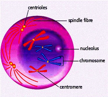 B. MITOSIS: Cell Division to make more cells that are the same. Things that the cell has done before starting mitosis: 1.