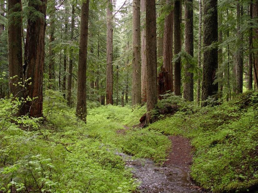 Old-growth Avoided severe disturbance for hundreds of years Usually