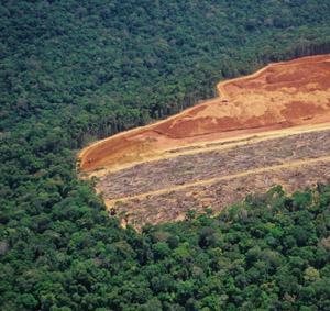 Current State of Forests Global Status 46% of the world s forests have undergone deforestation (the loss of large forest tracts for other