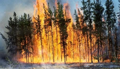 Two Types of Forest Fire Surface Fire usually small; only burn small branch and leaf waste on ground;
