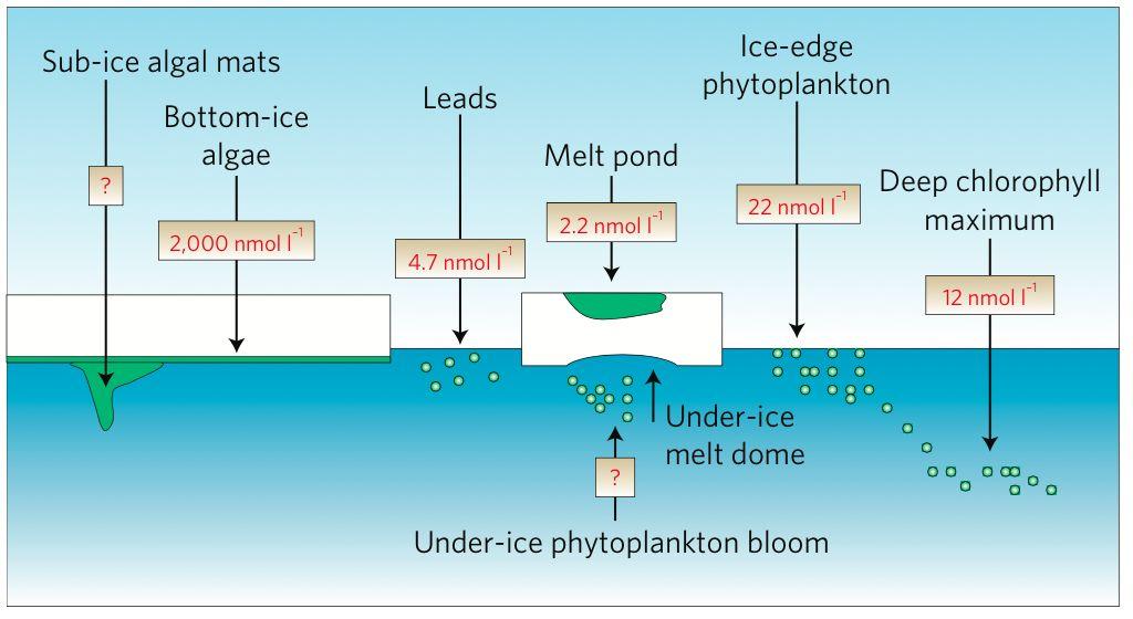 Intro: Arctic sea ice Provides diverse habitats for microalgae and bacteria.