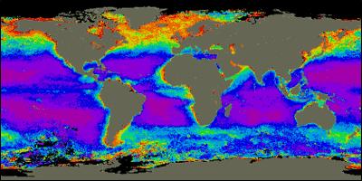 The above image indicates relative concentrations of marine algae throughout the world's oceans, with the highest