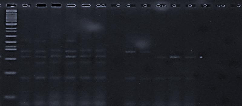 All F 1 s obtained were genotyped to identify successful crosses Res.