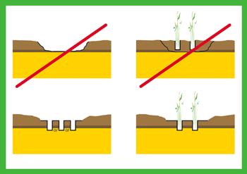 It is important that the planting holes are aligned from east to west.