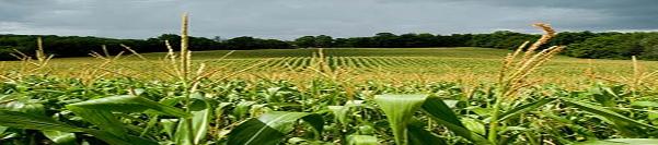 IR corn: average yield increase 1996-2012 25.0% 20.0% 18.4% 21.4% 15.0% 11.6% 10.0% 5.0% 7.0% 6.3% 10.4% 5.6% 13% 5.0% 0.