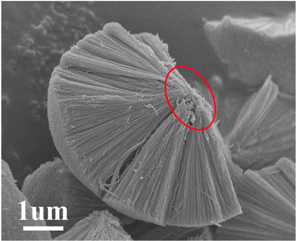 () SEM S. SEM image of a chapped hierarchical microsphere.