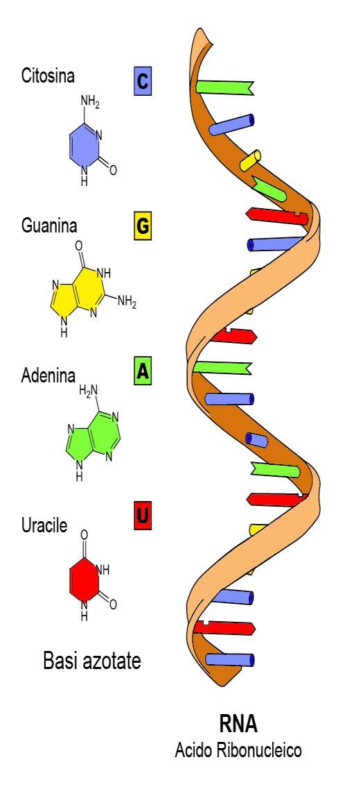 Ribonucleic acid (RNA) Ribonucleic acid (RNA) is more often found in nature as a singlestrand folded onto itself.
