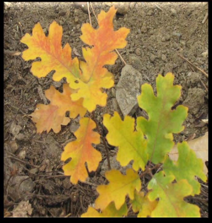 stems/ac Results Successful black oak regeneration following thinning and fall