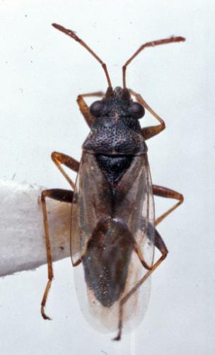 Rutherglen bug