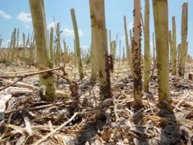 Damage to seedling crops Populations build up on weeds over winter spring and move as hosts die off in summer.