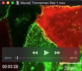 Movie 2. Related to figure 2. Time-lapse recording of thrombin-stimulated HUVECs expressing VE-cadherin-GFP and RFP-Lifeact.