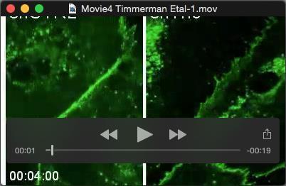 Movie 4. Related to figure 2. Time-lapse recording of thrombin-stimulated shctrl- (left) or shtrio- (right) treated HUVECs expressing VE-cadherin-GFP.