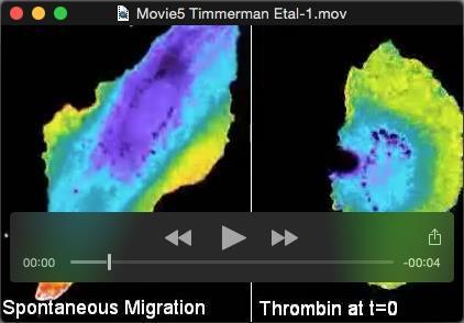 Movie 5. Related to figure 7. Time-lapse movie of a Rac1 DORA-biosensor-expressing endothelial cell making spontaneous membrane protrusions (left) or stimulated with thrombin (1U/mL) (right).