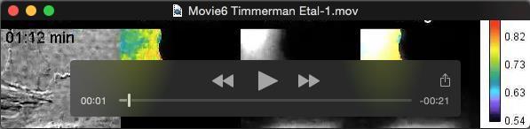Movie 6. Related to figure 7. Time-lapse movie of a Rac1 DORA-biosensor-expressing endothelial cell making cell-cell contact with a non-expressing cell.
