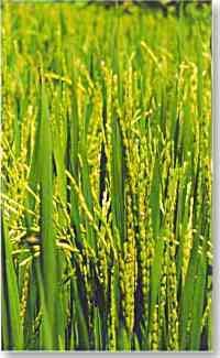 Appendix 6: Selected Profiles of Energy Crops Rice profile Name: Rice Latin Name: Oryza sative Family Appearance: Blades with one panicle Size: 50-160 cm Cultivation: Mainly wet cultivation Origin: