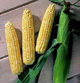 Sweet corn Zea mays L.