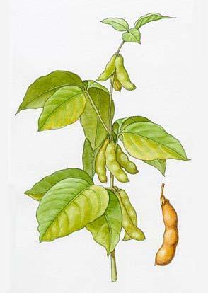 Soybean Glycine max Merr. Name: Latin Name: Appearance: Size: Cultivation: Soy bean Glyzine maxi Merr. Per stem.