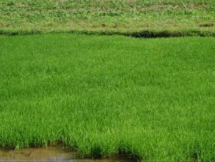 Field visit: January 6, 2006 Crop name: Rice Variety: TDK-7 Seed sowing: