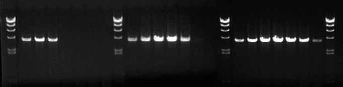 C. Template quantity and reaction rate using cdna as template Amplification of transferrin receptor (TFR) 4 kb in length was performed with cdna as template.