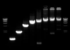 annealing time of 5 sec. or 15 sec. and an extension time of 5 sec./kb (genomic DNA) or 10 sec./kb (cdna). Template: λdna 1 ng E.