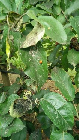 Introduce macro-organisms Biological control in netted apple orchards Installation of refuges (50 per ha) for predators (Forfícula auricularia and Arachnidae) Three releases of the coccinelidae