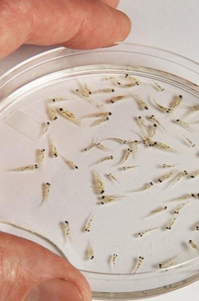 Dalhousie Research & Monitoring, 2008 - Present Research Focus Early life stage Striped bass (eggs, larvae and juveniles).
