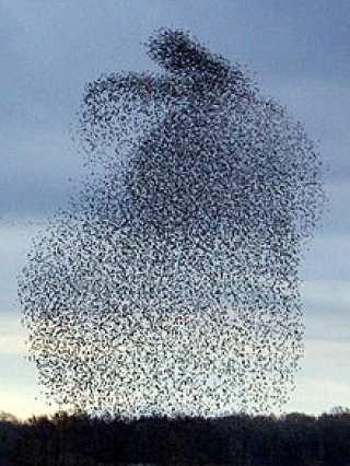 Flocking Emergent swarm behavior Simple local behaviors &