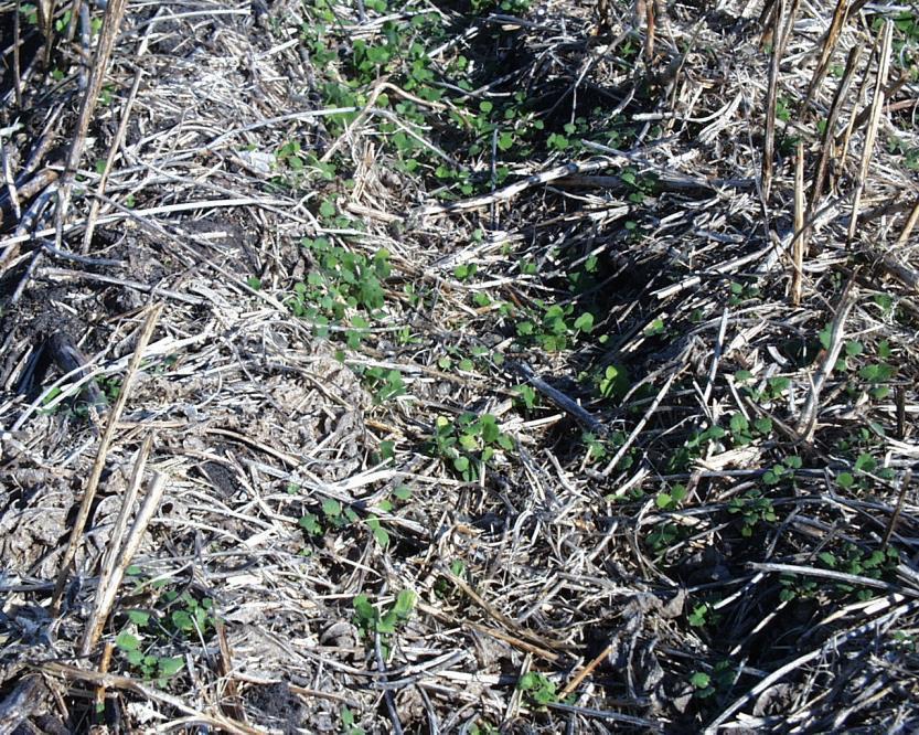 Aerially overseeded winter annual legumes? Adequate stands? i.e. risk of poor seed-soil contact?