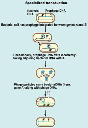 The genetic recombination in bacteria includes three processes : 2. Transduction Case 2: Temperate phage (eg.