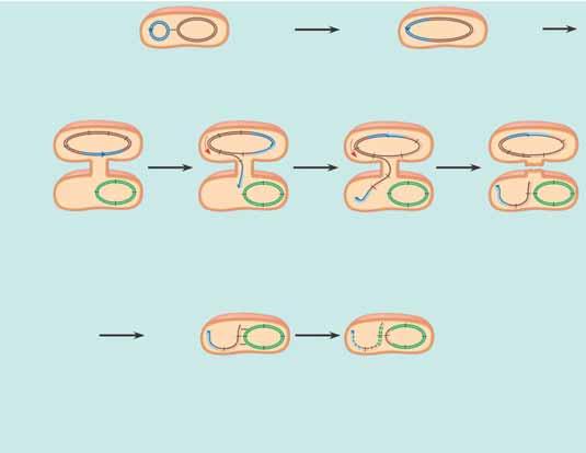 Conjugation and transfer of part of the bacterial chromosome from an Hfr donor to an F recipient, resulting in recombination F + cell 1 The circular F plasmid in an F + cell can be integrated into