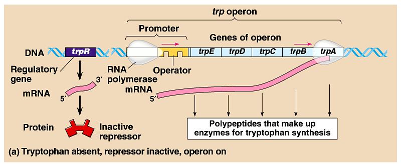The trp operon can be switched off by a protein called the repressor, the product of a regulatory gene Repressible operons