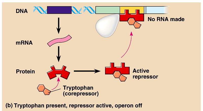 repressor protein to the operator shuts off transcription eg.